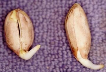 peanut seeds germinating