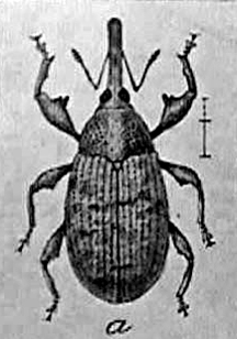 boll weevil, usda, 1910, farm bulletin, cotton pest