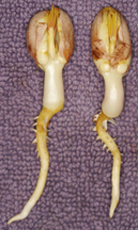 peanut plant germination seed legume