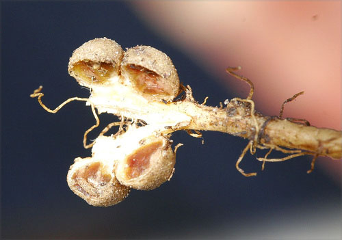 peanut plant root nodules symbiosis bacteria nitrogen fixation rhizobium inocculate