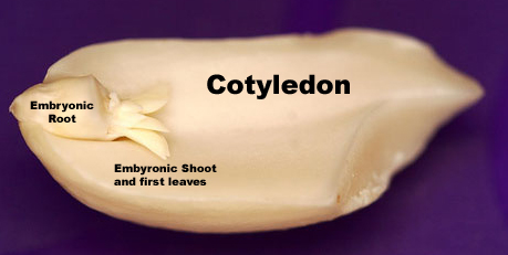 peanut cotyledon
