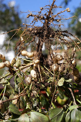 peanut plant pod nodule root nitrogen fixations legume