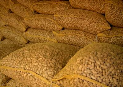 Many pounds of raw peanuts in mesh bags. 