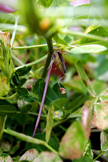 gynophore peanut plant purple pegs from flowers peanut embryo