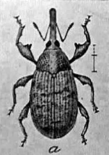 boll weevil, usda, 1910, farm bulletin, cotton pest