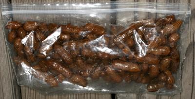 Boiled Peanuts in Ziploc bag