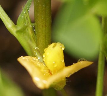 peanut plant yellow flower