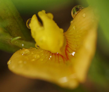 peanut plant yellow flower red stripes