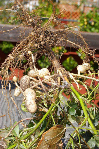 peanut plant grow fresh dug raw green harvest