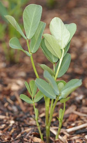 peanut plant growing 2 weeks old