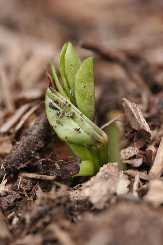 peanut plant germination