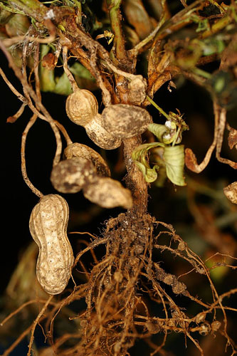 peanut plant pods nodules dried peanut plant harvest grow